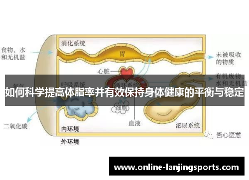 如何科学提高体脂率并有效保持身体健康的平衡与稳定
